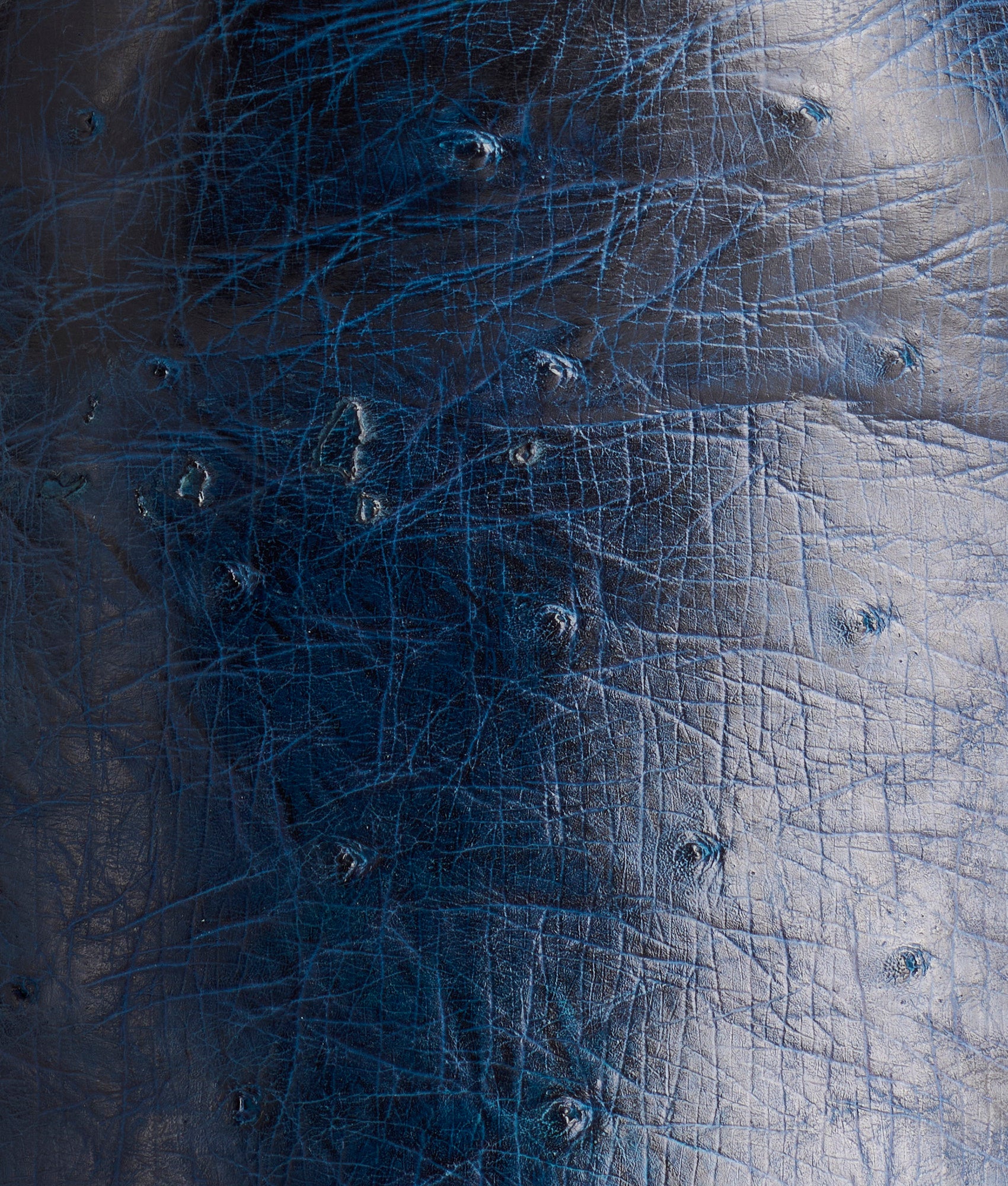 Sunset Exotic :: Navy - Image 7