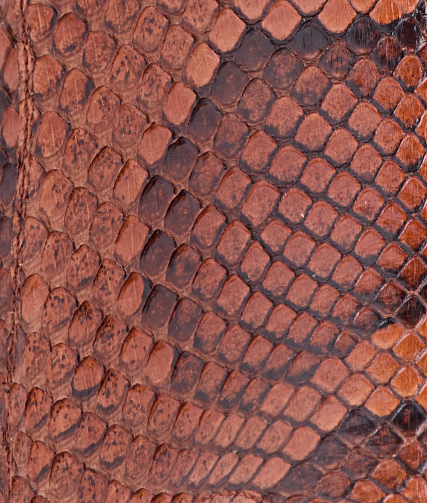 Dale Exotic :: Amber - Image 8